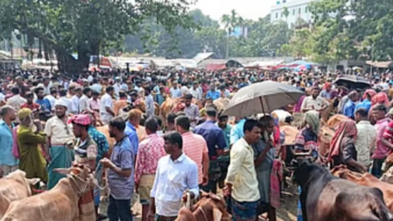 কোরবানির পশুর হাটে মহিষের আক্রমণে নিহত ২