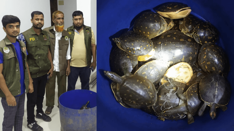 পাচারের আগে ৩২ কচ্ছপ উদ্ধার, সকালে অবমুক্ত