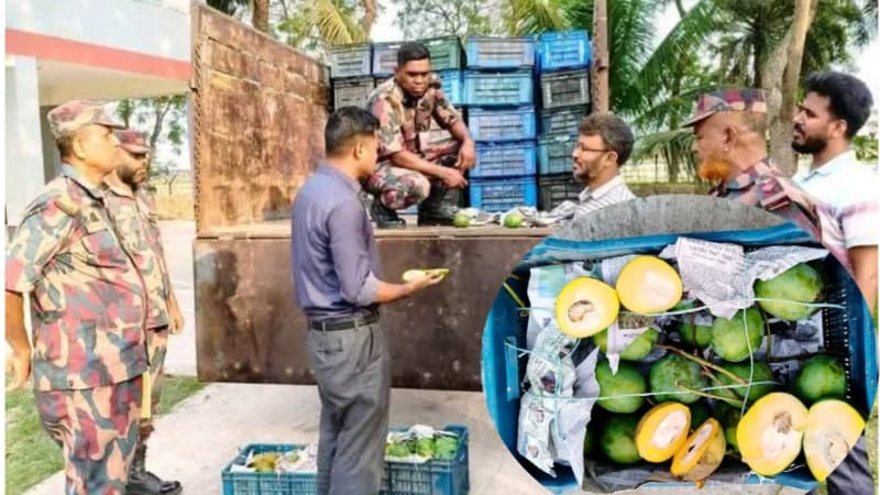 কালিগঞ্জে ভ্রাম্যমাণ আদালতের অভিযানে রাসায়নিক দিয়ে পাকানো আম জব্দ, বিনষ্ট