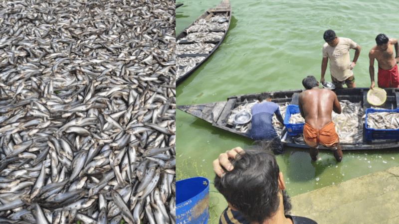 শার্শায় বিদ্যুৎ বিভ্রাটে সোনামুখো বিলে ১৫ কোটি টাকার মাছ নিধন