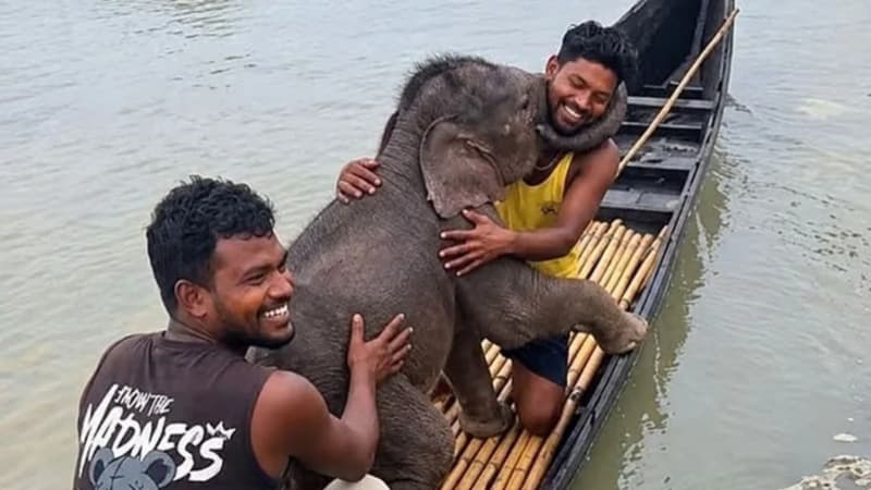 তিস্তার স্রোতে ভেসে যাওয়া হাতিশাবক উদ্ধার, মায়ের কাছে ফিরিয়ে দিলেন জেলেরা