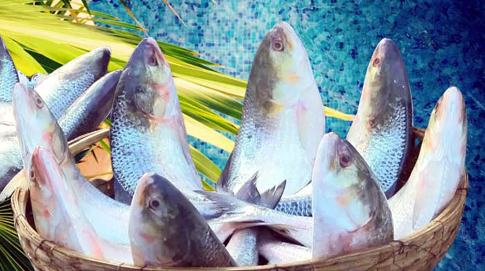 ইলিশের দাম সাধারণ মানুষের নাগালের বাইরে